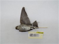 藏品(灰斑鶲)的圖片